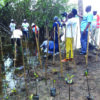 Opération de restauration des mangroves