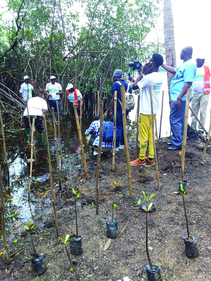 Opération de restauration des mangroves