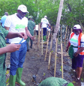 Opération de restauration de mangroves à Grand-Bassam