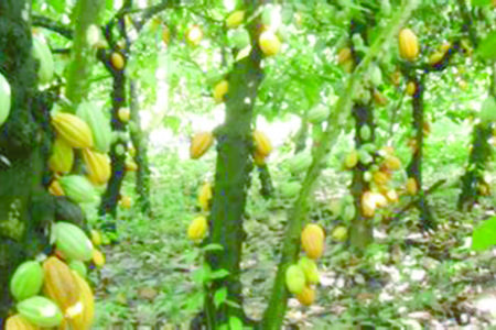 Cacao durable : le gouvernement ivoirien annonce la réglementation