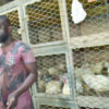 Vendeurs de poulets
